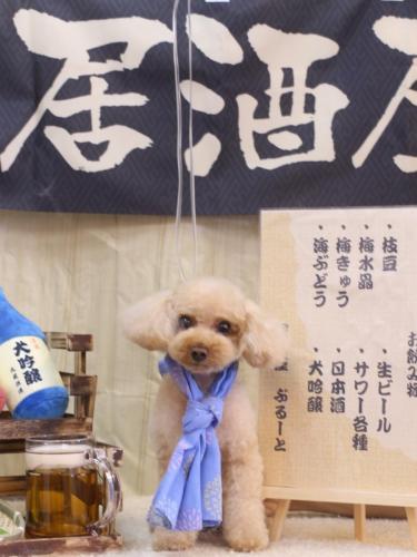 20240612こむぎちゃん